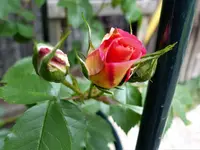 image002.webp