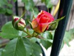 image002.jpg