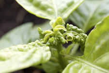 blaetter.webp blaetter.webp