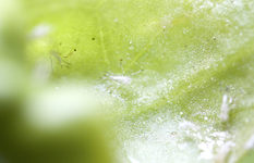 unbekannt.webp unbekannt.webp