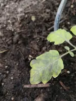 IMG_20190527_181630.webp