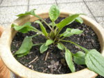 27_05_2019_Echinacea_terasse (1).JPG