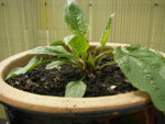 27_05_2019_Echinacea_terasse (3).JPG