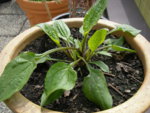 27_05_2019_Echinacea_terasse (4).JPG