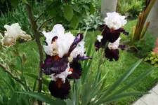 009.webp