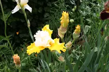 010.webp