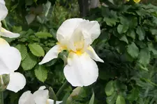 040.webp