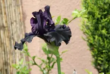 037.webp