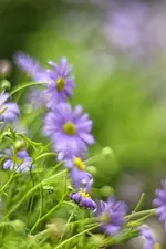 KleinesLila.webp