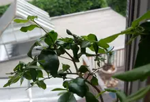 Liguster Detail.webp