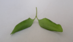 Bonsai 28_5_2019 (6).png