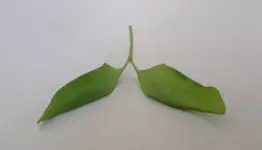 Bonsai 28_5_2019 (6).webp