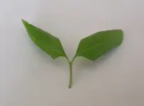 Bonsai 28_5_2019 (7).webp