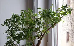 Liguster 27_5_2019.webp