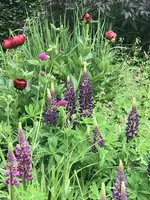 Romberg Lupinen.webp