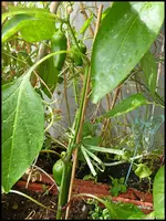 c046.webp