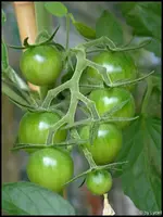 c051.webp
