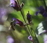Ich bin eine BIENE!.webp