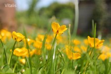 Garten aus der Käferperspektive 1.jpg