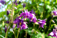 Garten aus der Käferperspektive 3.webp