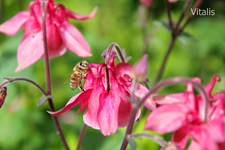 Garten aus der Käferperspektive 4.jpg