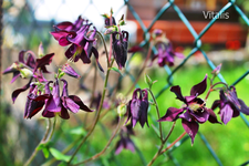 Garten aus der Käferperspektive 6.jpg