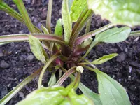 28_05_2019_SIAM_Schinacea (1).webp