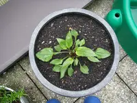 28_05_2019_SIAM_Schinacea (3).webp