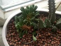 2019-05-28 Sukkulenten2.webp
