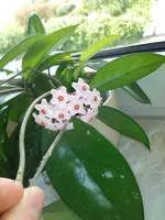 IMG_20190529_132407.webp
