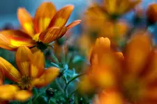 0M3A8492.webp