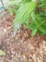 20190529_161124.webp