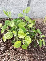 IMG_20190529_171642.webp