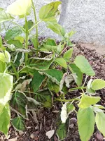 IMG_20190529_171639.webp