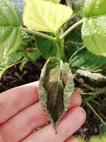 IMG_20190529_171636.webp