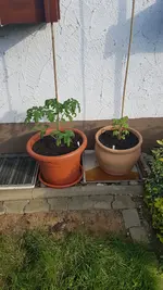20190529_182924.webp