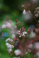 0M3A8817.webp