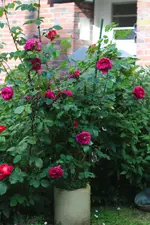 0M3A8818.webp