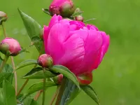 DSC00296.webp