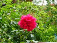 DSC00299.webp