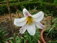 DSC00311.webp