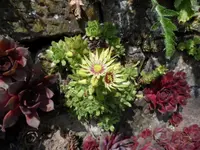 SAM_0923.webp