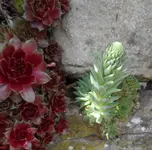 SAM_0924.webp