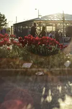 tulpen3.webp