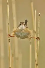 Rjuks3m.webp