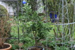 Limpuat0119.JPG
