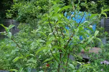 DSC07742.webp