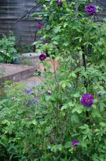 DSC07740.webp