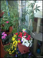 c060.webp