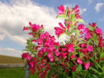 DSC00315.JPG